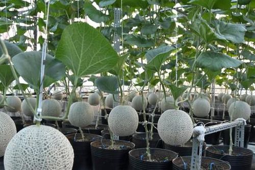 Tầng thượng ngập tràn hoa quả ở TP.HCM khiến nhiều người ao ước