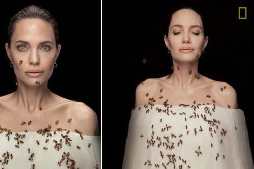 Angelina Jolie nhịn tắm 3 ngày, để ong bâu kín người chụp ảnh