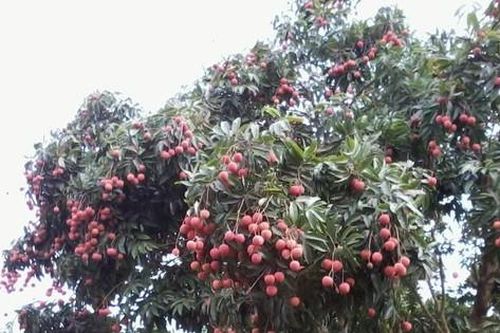 Người đàn ông tử vong khi trèo cây hái vải