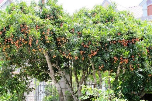 Ngã từ cây vải xuống đất, người đàn ông tử vong