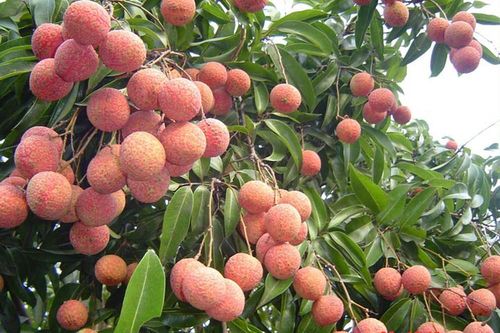 Ngã từ cây vải xuống đất, người đàn ông ở Nghệ An tử vong