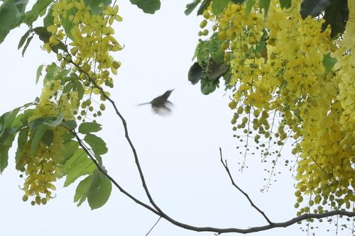 Ngắm Hồ Tây thơ mộng trong sắc vàng rực của muồng hoàng yến