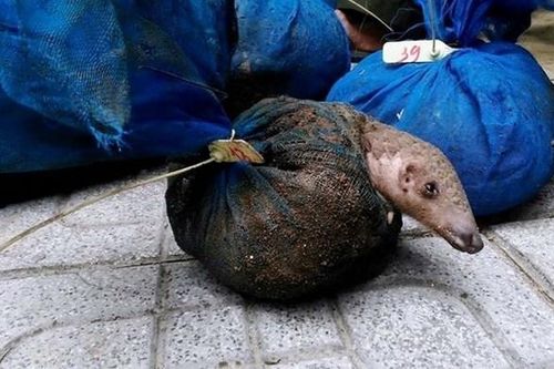 Chung tay bảo vệ loài hoang dã ở Việt Nam: Nỗ lực quản lý và bảo tồn
