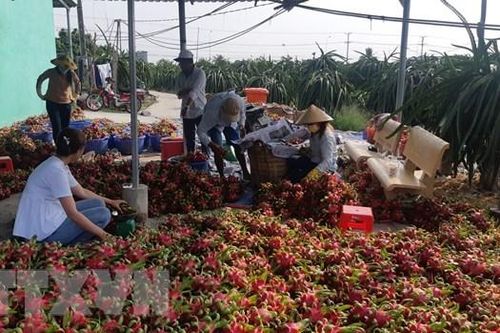 Thành phố Cần Thơ: Trái cây giảm giá sâu khi vào thu hoạch