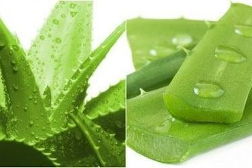 Lợi ích tuyệt vời của lô hội cho làn da đẹp