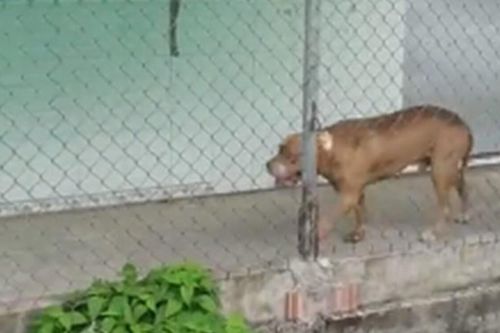 Chó Pitbull lao vào cắn chết người trong quán cà phê, chủ can ngăn cũng bị tấn công trọng thương