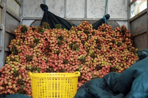 Sau Hội nghị xúc tiến thương mại, vải Thanh Hà được nhiều nơi đặt mua