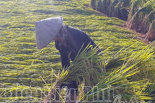 Khẩn trương thu hoạch lúa đông xuân, tránh thiệt hại bởi thời tiết cực đoan