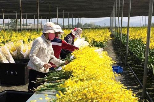 Sản xuất giống hoa còn nhiều tiềm năng phát triển