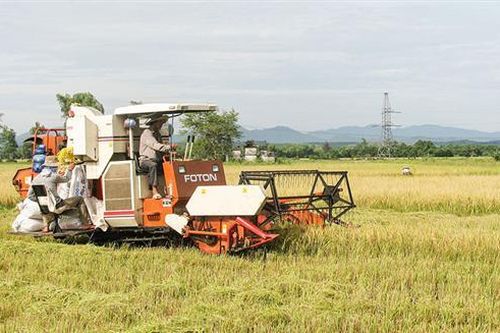 Tổ chức sản xuất ứng phó với thiên tai trong vụ hè thu và thu đông