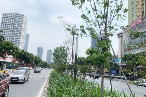 Hà Nội: Sắp thay thế hàng cây phong lá đỏ tại tuyến đường Nguyễn Chí Thanh – Trần Duy Hưng