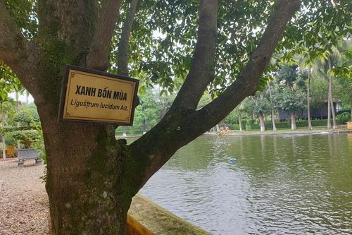 Phát triển cây Xanh Bốn Mùa thành cây xanh đô thị theo ý nguyện của Bác Hồ