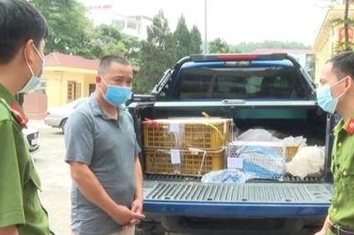 Bắt 'trùm sò' tàng trữ động vật hoang dã