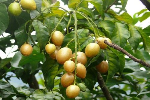 Thuốc hay từ cây quýt trị nhiều bệnh