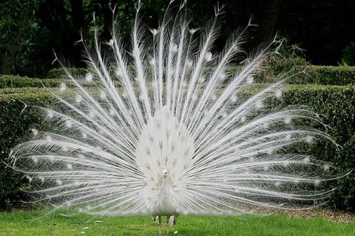 Những động vật bị bạch tạng quý hiếm