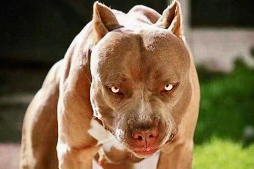 Loài chó dữ Pitbull vừa cắn chết người ở Long An hung bạo ra sao?