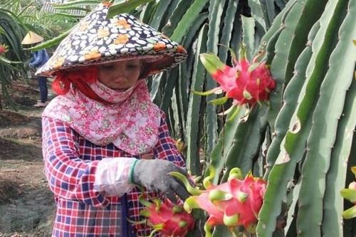 Tiền Giang: Chuyển 5.400 ha đất lúa sang trồng cây hiệu quả kinh tế cao