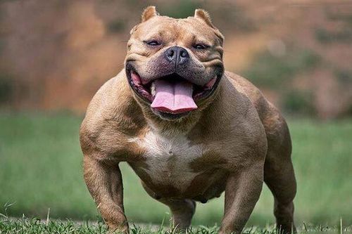 Chó cắn chết người, chủ nuôi có trách nhiệm ra sao?