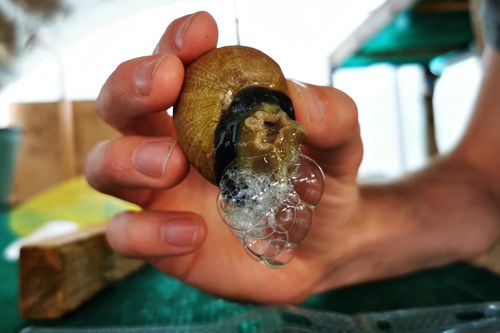 Chàng trai làm xà phòng từ dịch nhầy ốc sên