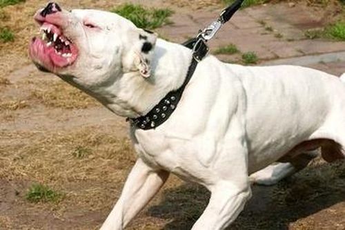 Không có người thân đến nhận thi thể nạn nhân bị chó pitbull cắn chết