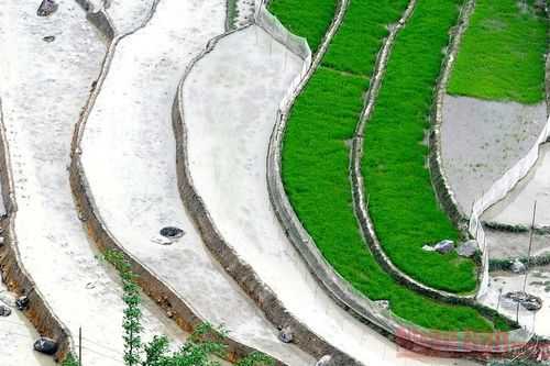 Ruộng bậc thang Sa Pa mùa nước đổ