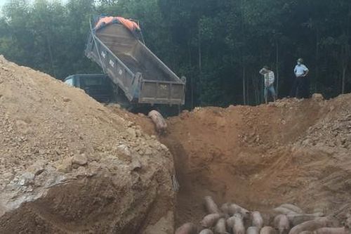Quảng Trị: Tiêu hủy gần 1.000 con heo nhập khẩu bị nhiễm dịch tả heo Châu Phi
