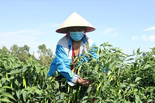 Ớt ế ẩm, nông dân 'cay mắt'