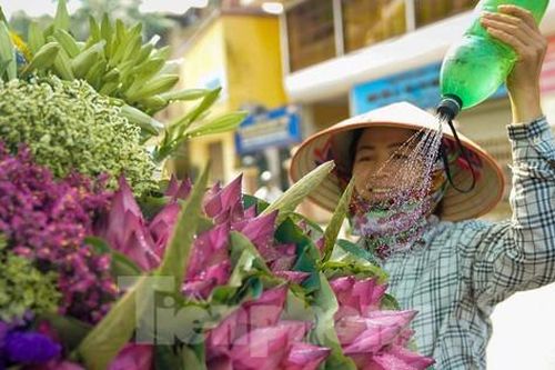 Ngẩn ngơ hương sắc sen đầu mùa xuống phố Hà Nội