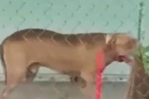 Thông tin mới nhất vụ chó Pitbull cắn chết người tại Long An