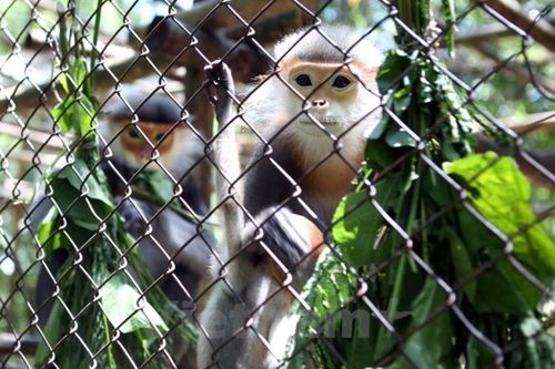 Bảo tồn 'kho báu' đa dạng sinh học: Cần sự chung tay của toàn xã hội