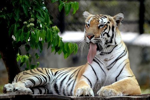 Mỹ thu giữ hàng chục con hổ và sư tử của vườn thú 'Tiger King'