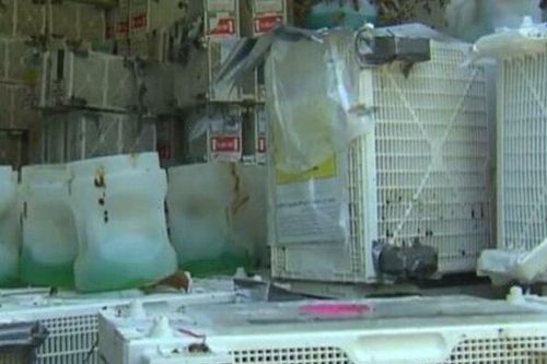 Bị bỏ trên xe tải vài tuần, gần 1 triệu con ong chết đói