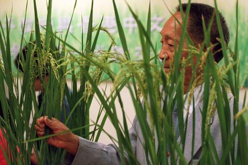 Vĩnh biệt 'cha đẻ' của giống lúa lai Trung Quốc