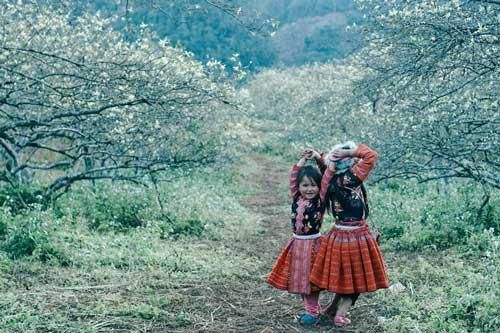 Đến 'Đà Lạt của vùng Tây Bắc' ngắm hoa mận trắng