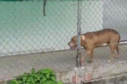 Vụ chó Pitbull cắn chết người ngay tại chỗ: Xử lý thế nào với người nuôi chó?