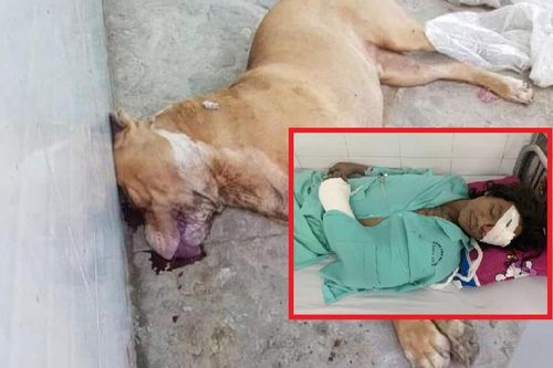 Thông tin mới vụ chó Pitbull cắn chết người ở Long An