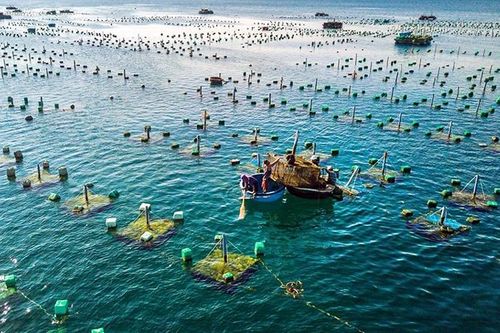 Việt Nam - Na Uy thúc đẩy hợp tác song phương ngành thủy sản