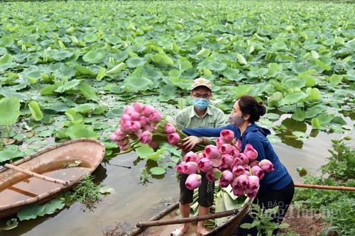 Thụy Phương nhộn nhịp mùa thu hái sen