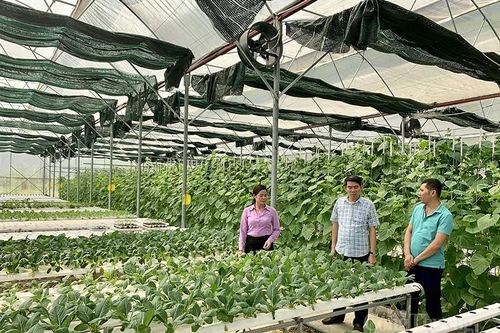 Hướng tới sản xuất rau, quả công nghệ cao ở Yên Minh