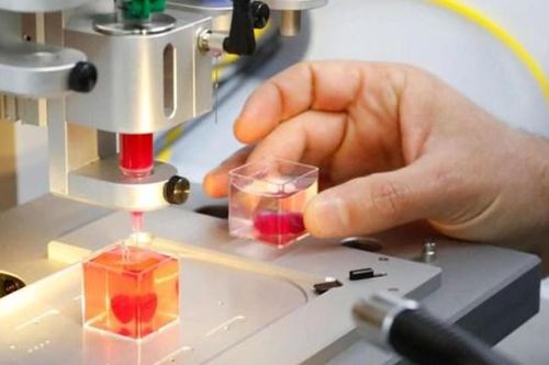 Trái tim mini trong phòng thí nghiệm