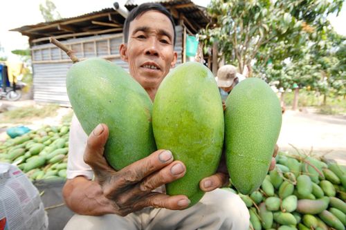 Trái cây đồng loạt rớt giá mạnh