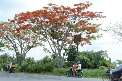 Ngẩn ngơ ngắm phượng đỏ rực xứ sen Đồng Tháp