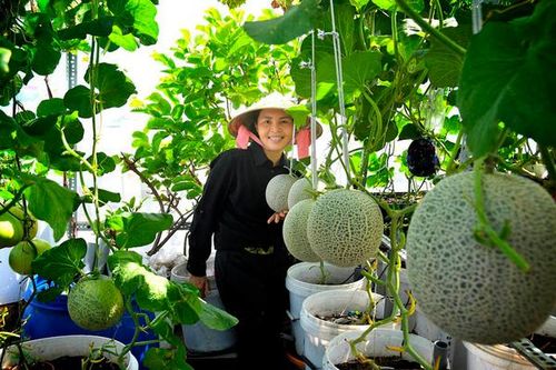 Vườn trĩu trái trên sân thượng của bà chủ Sài Gòn