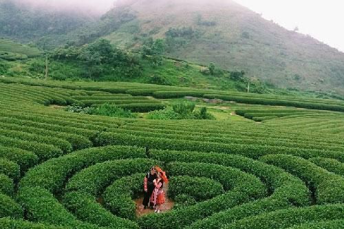 'Viếng thăm' đồi chè độc nhất vô nhị ở Việt Nam