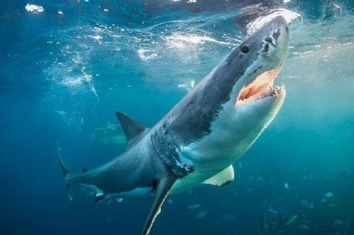 Những vụ cá mập tấn công, giết người kinh hoàng nhất thế giới