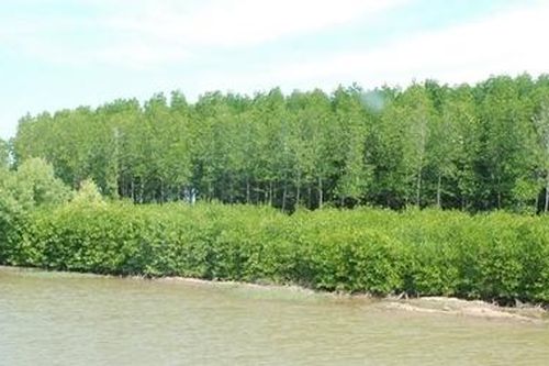 Bến Tre triển khai các biện pháp trồng, bảo vệ rừng ngập mặn ven biển