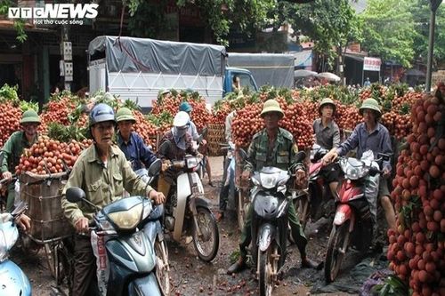 Vùng vải 12.000 tấn 'không COVID-19' ở Bắc Giang