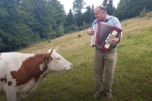Chú bò bị 'mê hoặc' khi chủ chơi đàn accordion