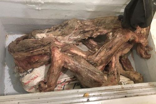 Bắt vụ đánh bạc, phát hiện bộ xương hổ giá 300 triệu