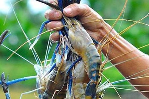 Nhiều triển vọng nuôi tôm càng xanh trên vùng đất đá ong